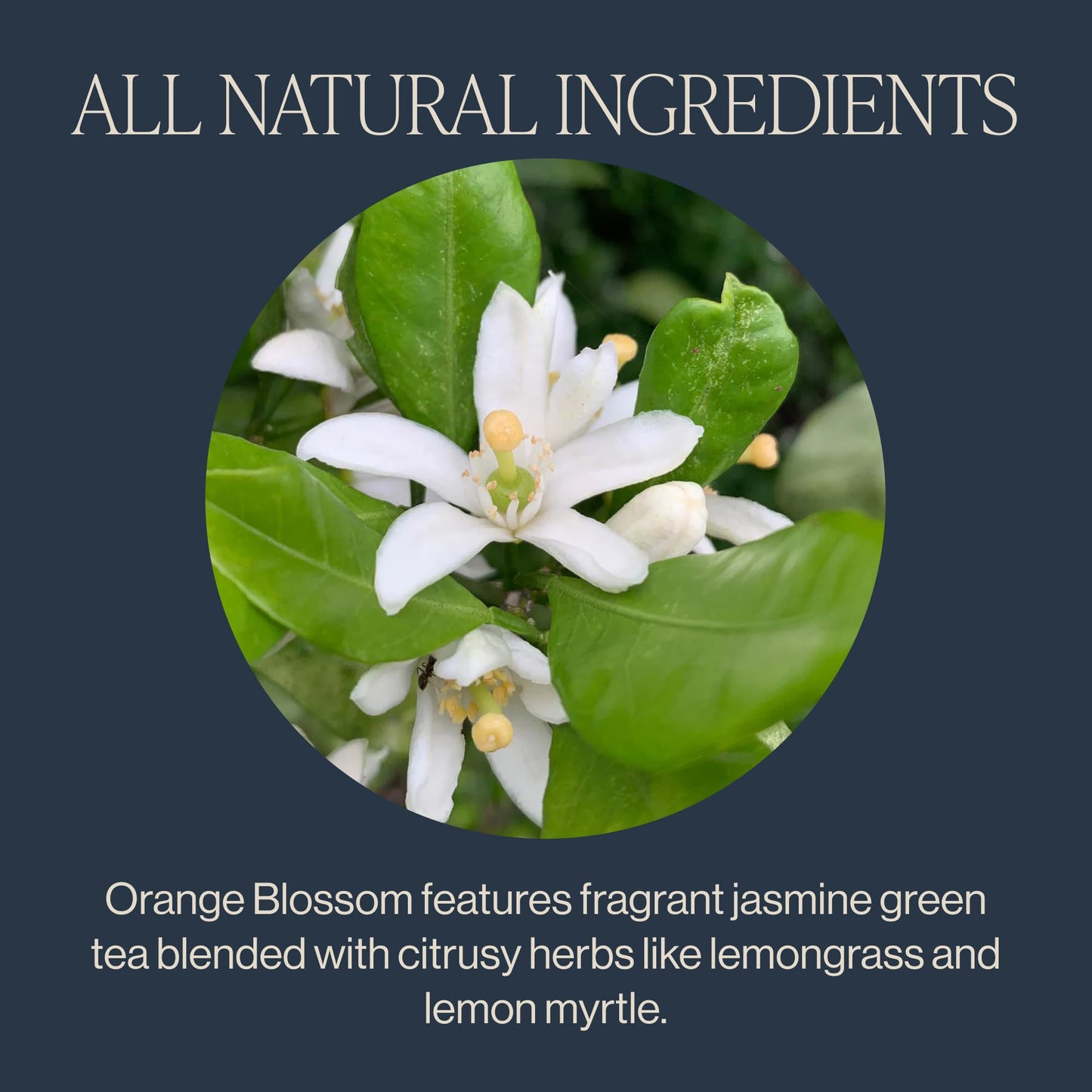 Rishi Tea China Breakfast Black Loose Leaf Tea - Organic, Robust & Caffeinated, Enjoy Hot or Iced - 4 Ounces, 12+ Servings